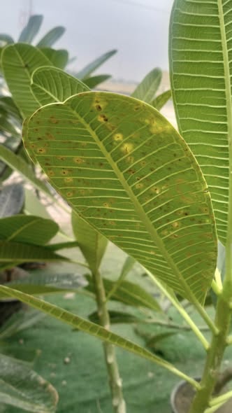 شجرة ياسمين هندي ممكن اسم المرض و العلاج؟